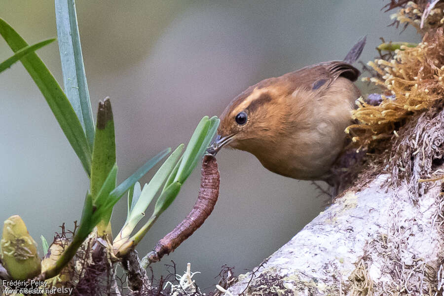 Troglodyte montagnardadulte, mange