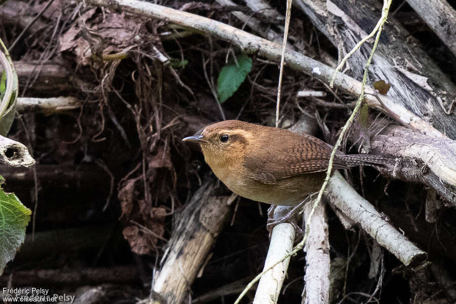 Troglodyte montagnardadulte, identification