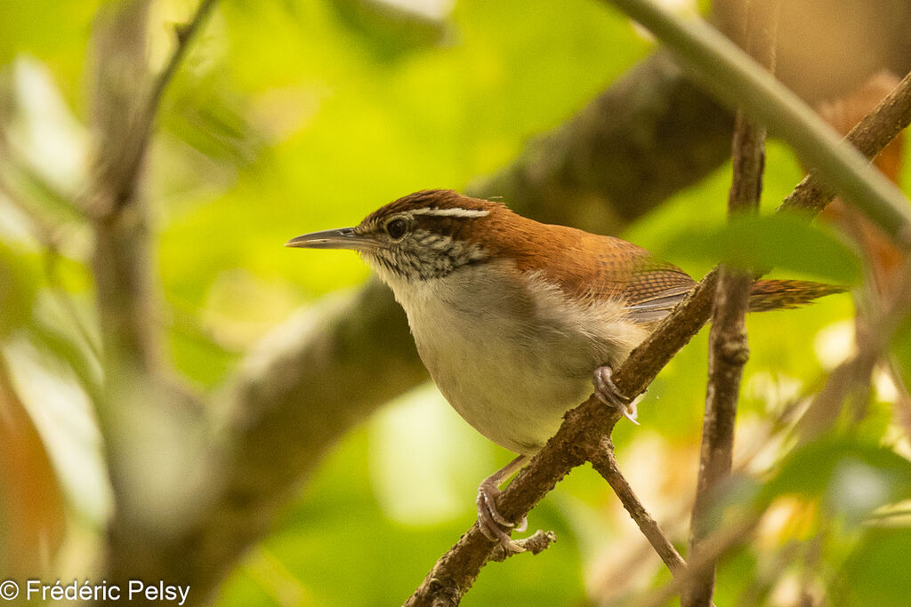 Rufous-and-white Wren