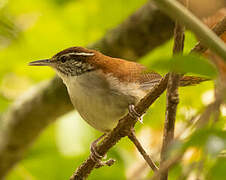 Rufous-and-white Wren