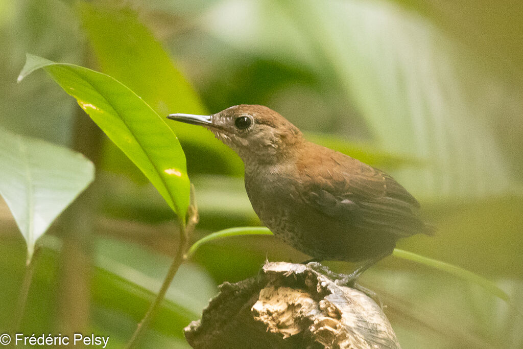 Southern Nightingale-Wren