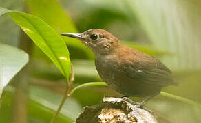 Southern Nightingale-Wren