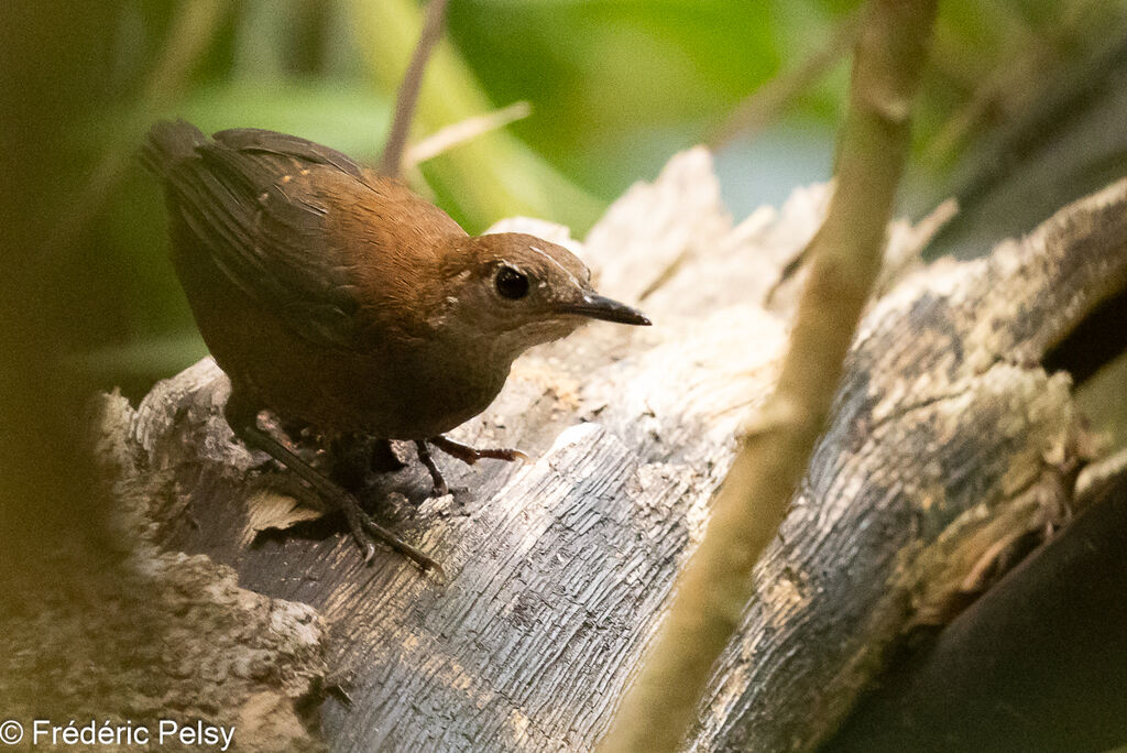 Southern Nightingale-Wren