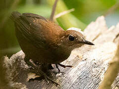 Southern Nightingale-Wren