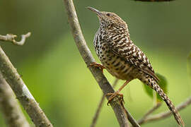 Band-backed Wren