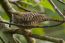 Band-backed Wren