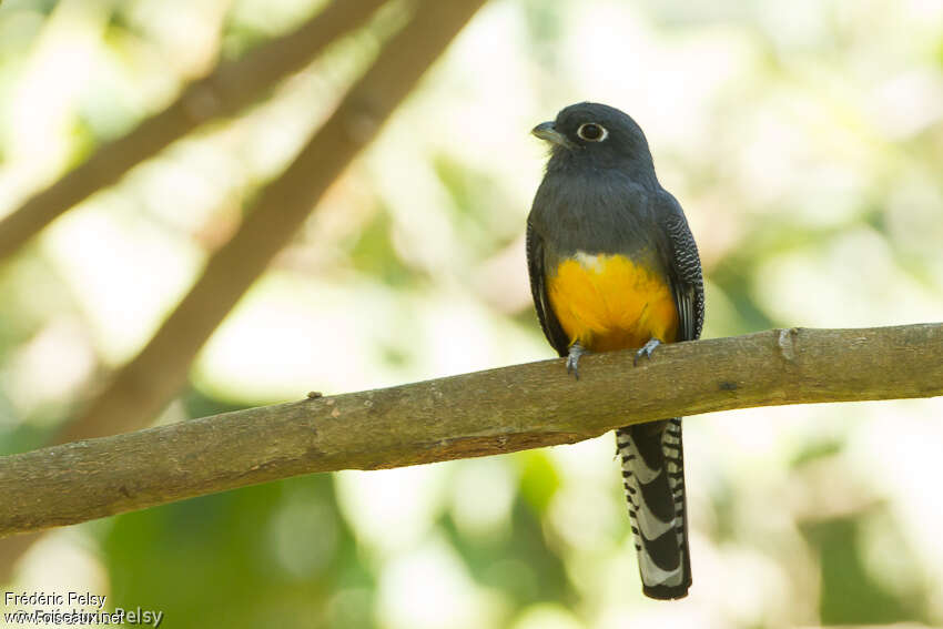 Trogon à lunettes jaunes femelle adulte