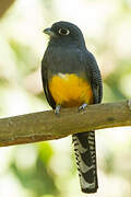 Gartered Trogon