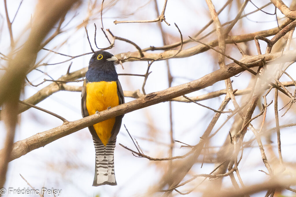 Gartered Trogon