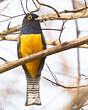 Trogon à lunettes jaunes