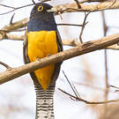 Trogon à lunettes jaunes