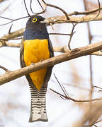 Trogon à lunettes jaunes