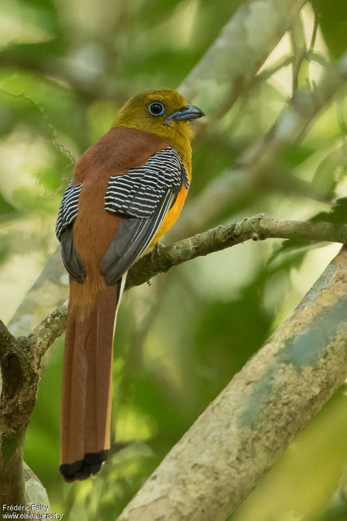 Trogon à poitrine jaune mâle adulte, identification