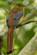 Orange-breasted Trogon