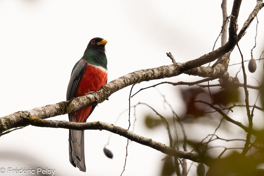 Trogon à queue noire mâle