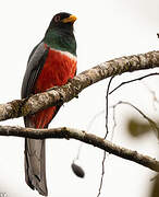 Black-tailed Trogon