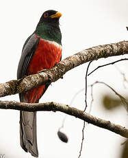 Trogon à queue noire