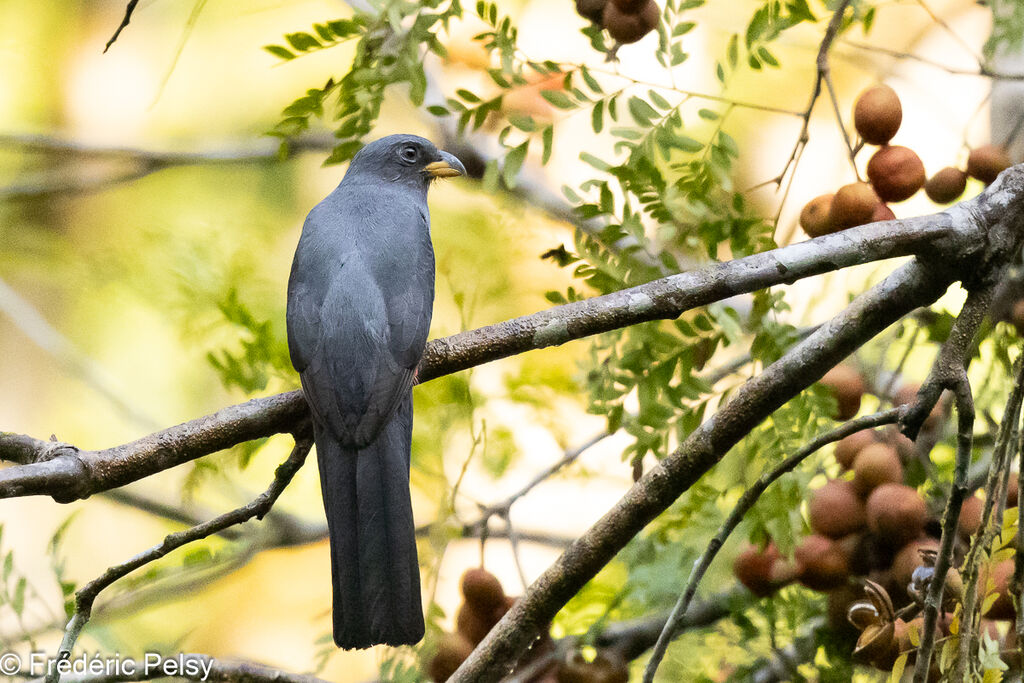 Black-tailed Trogon female