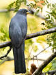 Trogon à queue noire