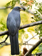 Black-tailed Trogon