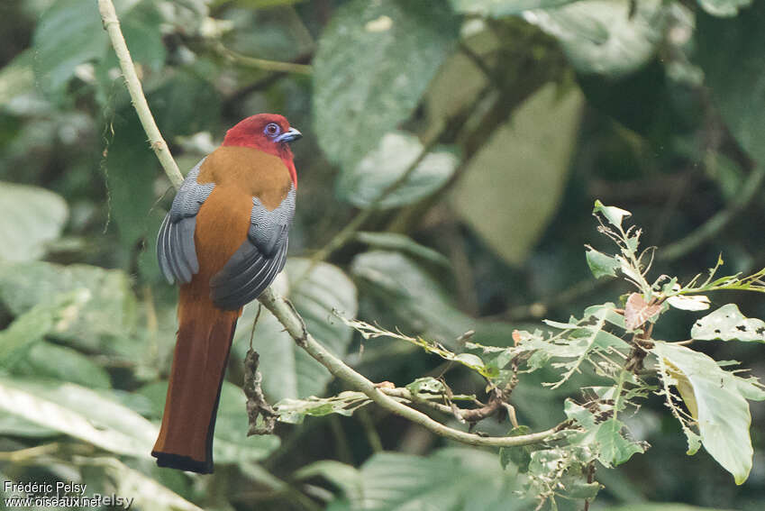 Red-headed Trogon male adult