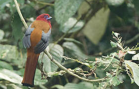 Trogon à tête rouge