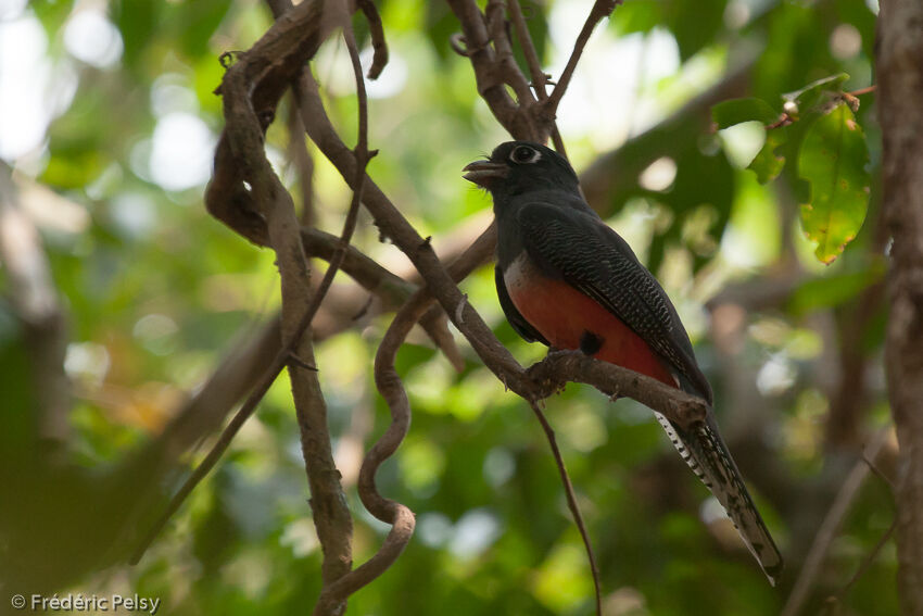 Blue-crowned Trogon