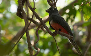 Blue-crowned Trogon