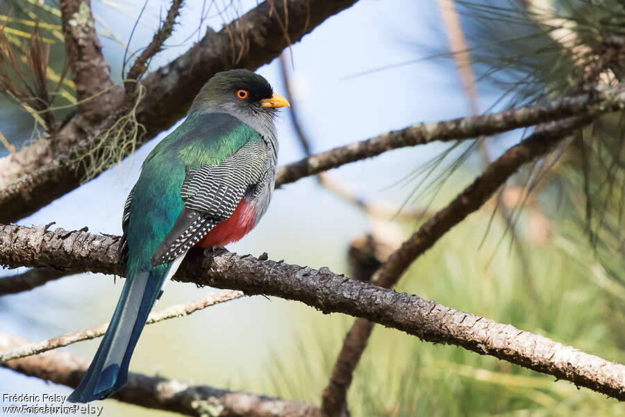 Trogon damoiseau mâle adulte, identification