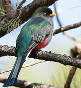 Hispaniolan Trogon