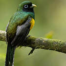 Trogon de Cabanis