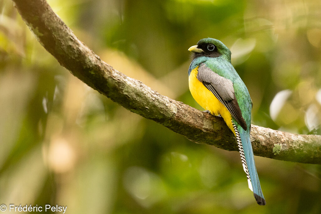 Trogon de Cabanis mâle