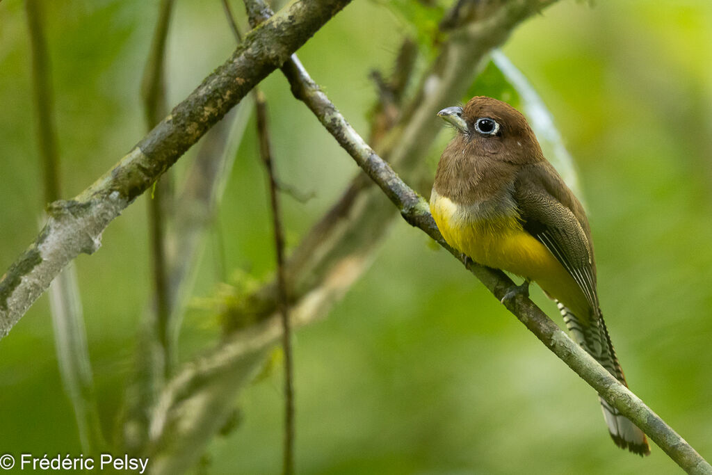 Trogon de Cabanis femelle