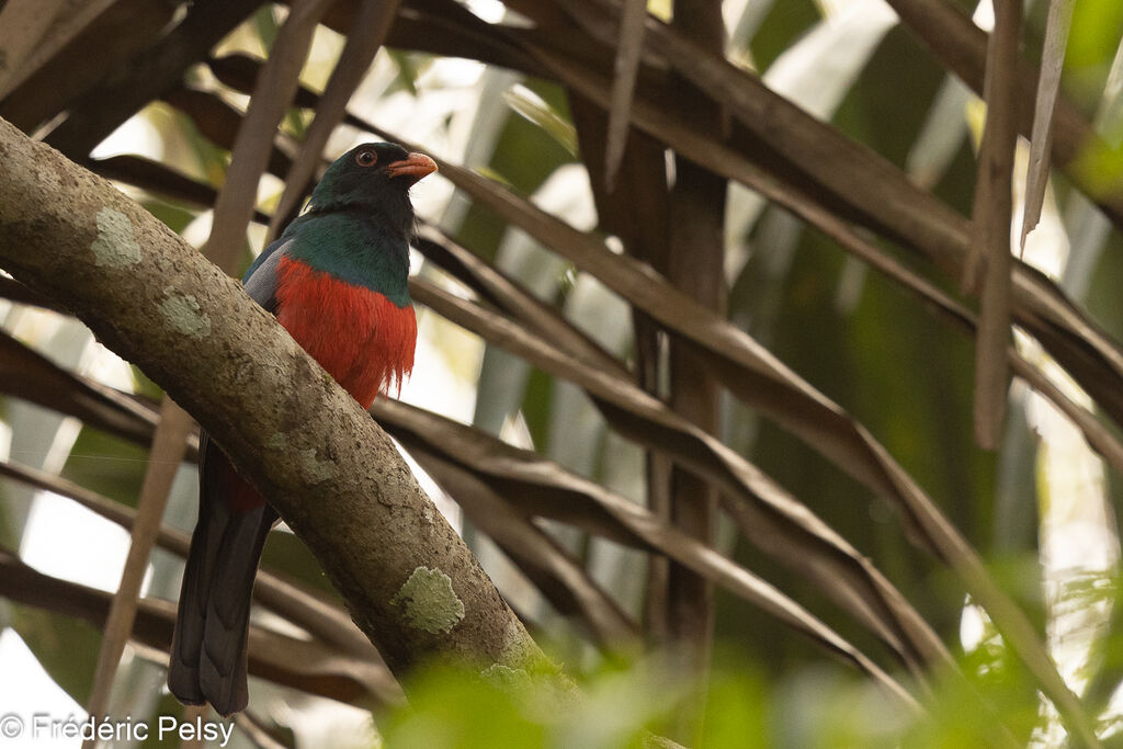 Slaty-tailed Trogon male