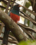 Slaty-tailed Trogon