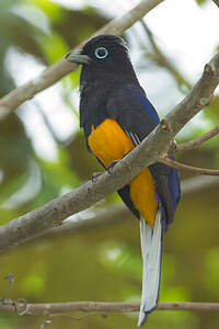 Trogon de Panama