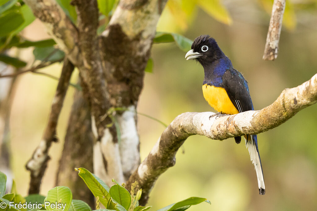 White-tailed Trogon male