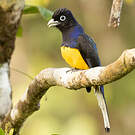 Trogon de Panama