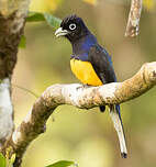 Trogon de Panama