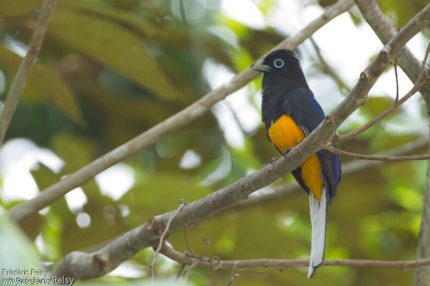 White-tailed Trogon male, adult, identification