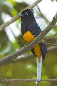 Trogon de Sclater