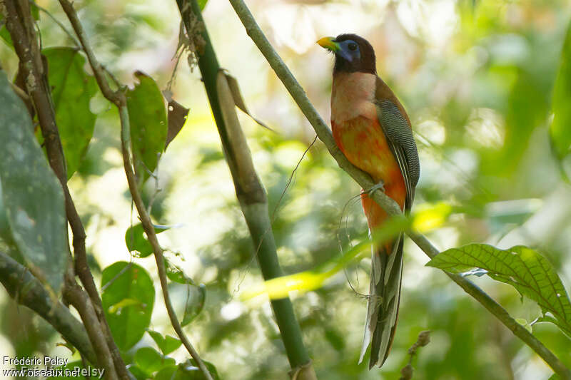 Trogon des Philippines mâle