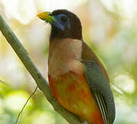 Philippine Trogon