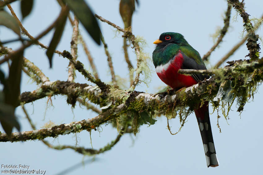 Masked Trogon male adult, identification