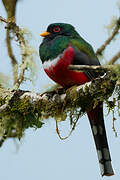 Trogon masqué