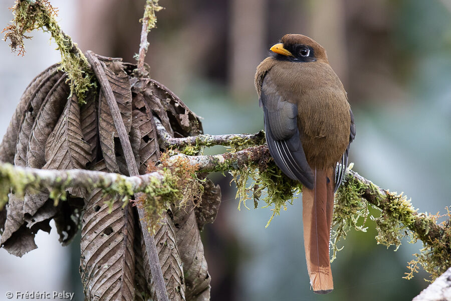 Trogon masqué femelle adulte