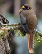 Trogon masqué