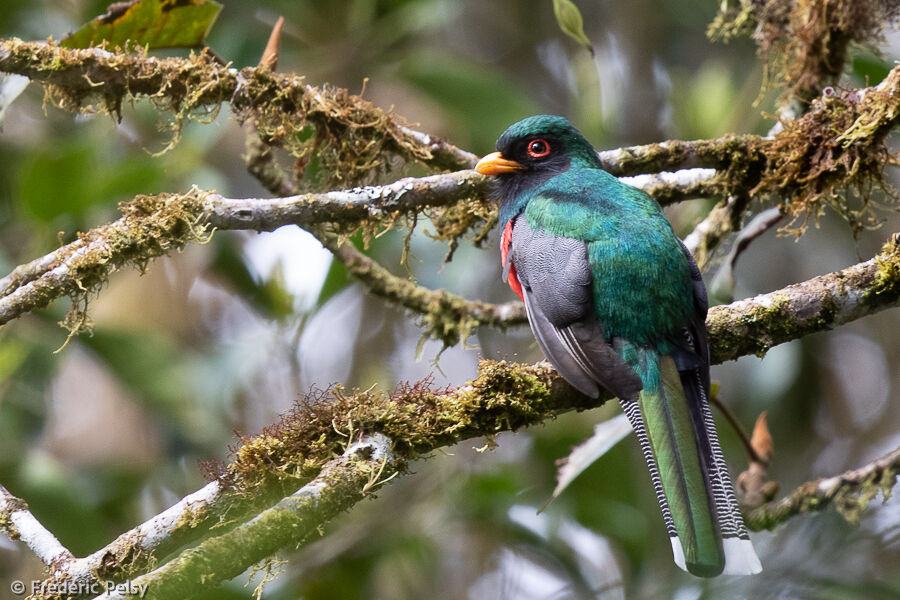 Trogon masqué mâle adulte