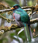 Trogon masqué