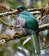 Trogon masqué